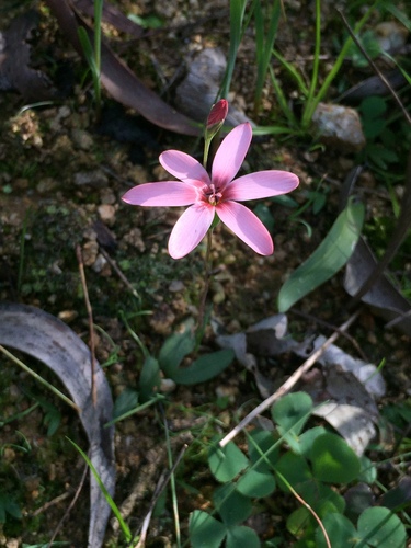 Geissorhiza ovata