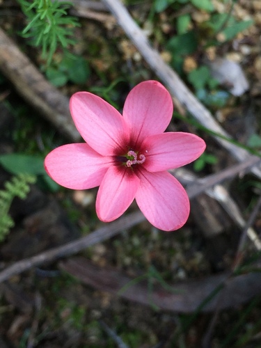 Geissorhiza ovata