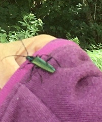 Aromia moschata moschata