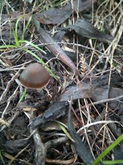 Psilocybe aucklandiae