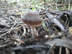 Psilocybe aucklandiae
