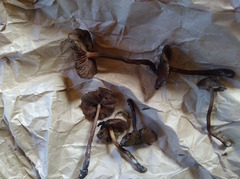 Psilocybe aucklandiae