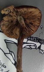 Psilocybe aucklandiae
