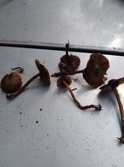 Psilocybe aucklandiae