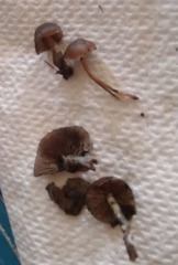 Psilocybe aucklandiae