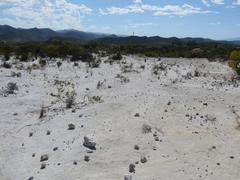 Pelargonium rapaceum