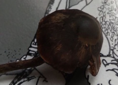 Psilocybe aucklandiae