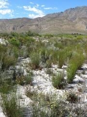Pelargonium rapaceum