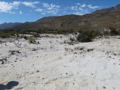 Pelargonium rapaceum