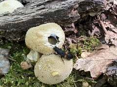 Platydracus fossator