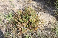 Pelargonium rapaceum