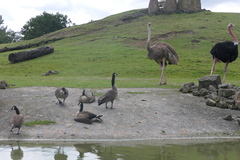 Branta canadensis