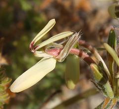 Pelargonium rapaceum