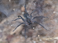 Sosippus mimus