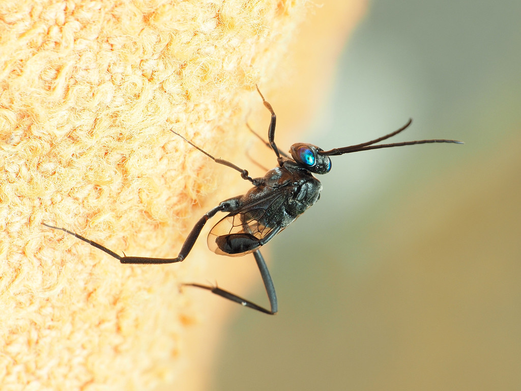 Blue-Eyed Ensign Wasp (Evania appendigaster)