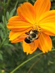 Bombus impatiens