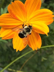 Bombus impatiens