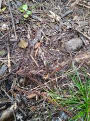 Psilocybe aucklandiae