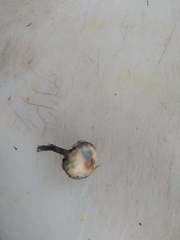 Psilocybe aucklandiae