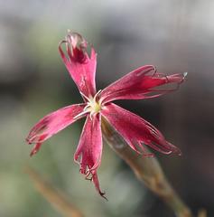 Dianthus bolusii