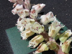 Lachenalia pallida