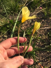 Moraea collina