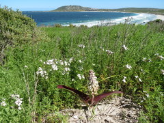Lachenalia pallida
