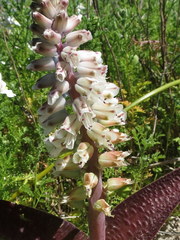 Lachenalia pallida