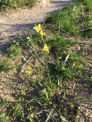Moraea collina