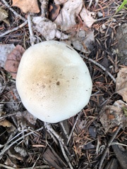 Tricholoma smithii