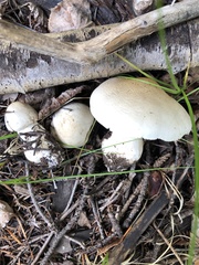 Tricholoma smithii