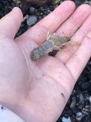 Upogebia affinis