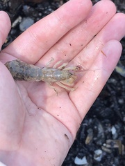 Upogebia affinis
