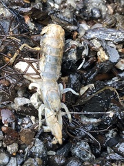 Upogebia affinis