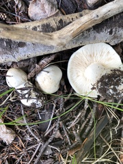 Tricholoma smithii