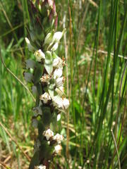 Satyrium ligulatum