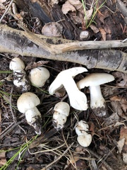 Tricholoma smithii