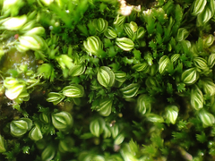 Solenostoma gracillimum