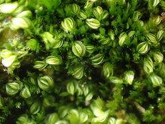 Solenostoma gracillimum