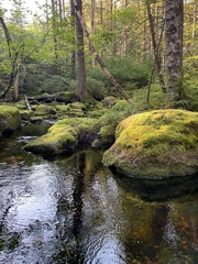 Riccardia chamedryfolia
