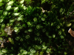 Solenostoma gracillimum