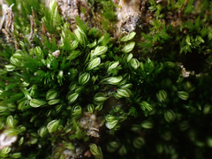 Solenostoma gracillimum