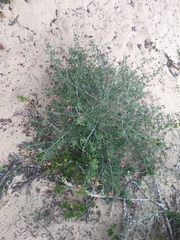 Indigofera candicans