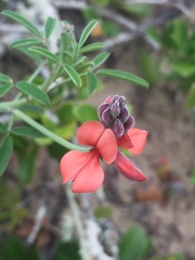 Indigofera candicans