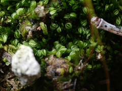 Solenostoma gracillimum