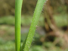 Bromus ramosus