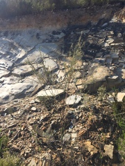 Indigofera grisophylla