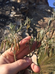 Indigofera grisophylla