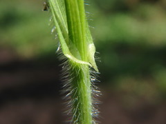 Bromus ramosus