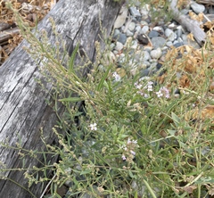 Cakile maritima maritima